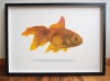 ''Goldfish fml'' limited edition screenprint by Richard Pendry