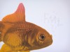 ''Goldfish fml'' limited edition screenprint by Richard Pendry