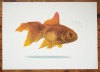 ''Goldfish fml'' limited edition screenprint by Richard Pendry